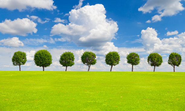 树木映衬着天空和草地图片下载