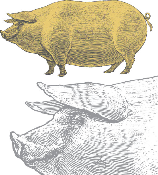 猪插画素材ID：100837630