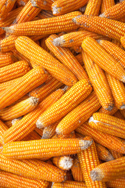 玉米图片下载