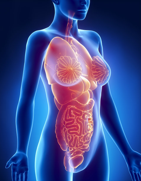 女性器官解剖x线侧位片图片下载