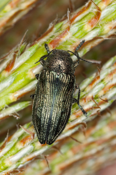 松树上的山竹，微距照片图片下载