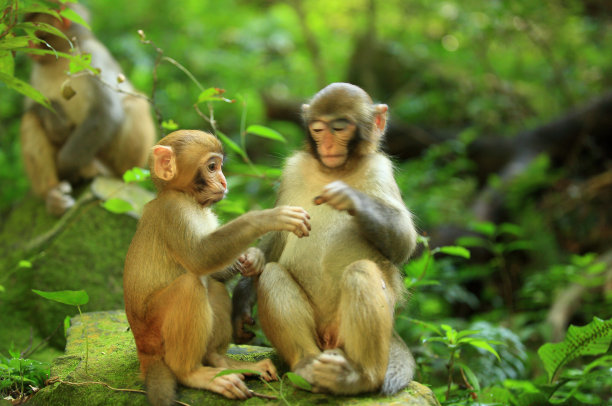 丛林中的三只猴子图片下载