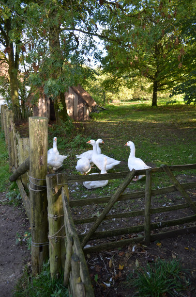 有鹅的农场场景。图片下载