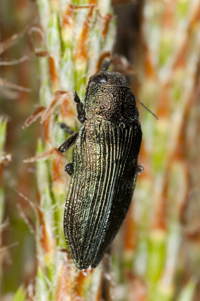 松树上的山竹，微距照片图片下载