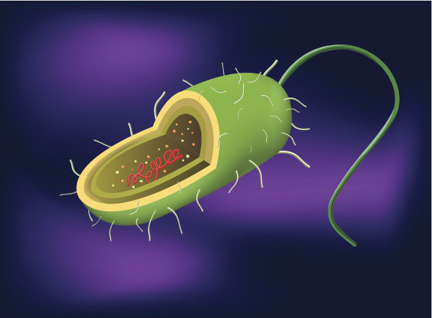 细菌细胞图片下载