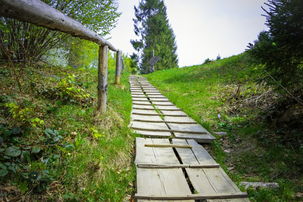 在喀尔巴阡森林里图片下载
