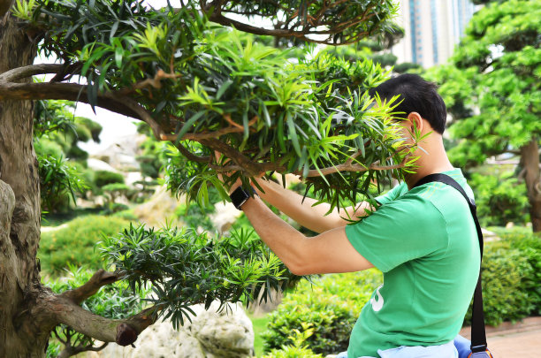 人藏在灌木丛里图片下载