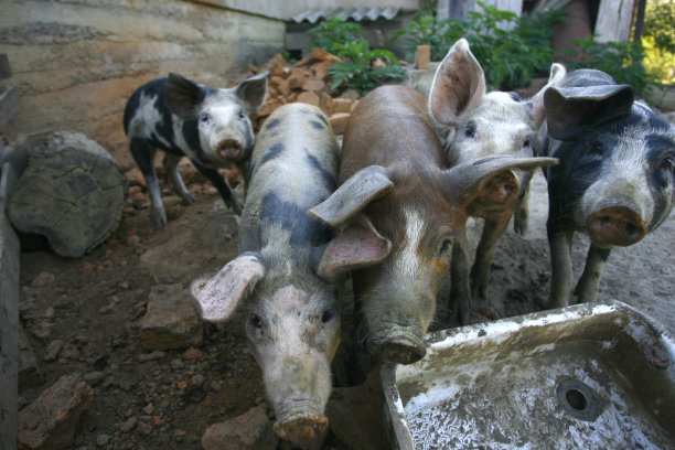 农场里的猪图片下载