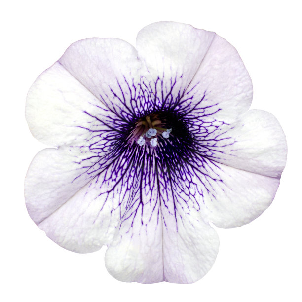 白色牵牛花孤立图片下载