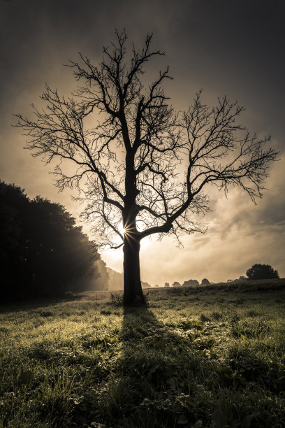 草地上的一棵大的无叶树图片下载