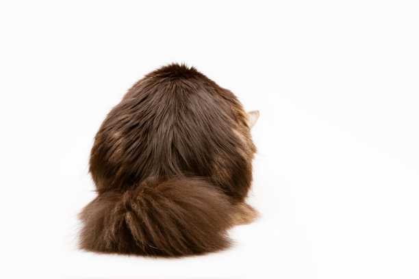 缅因猫的背部和毛茸茸的尾巴图片下载