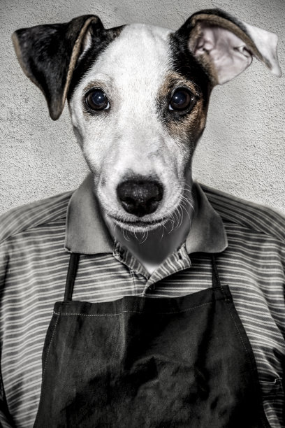 半狗，滑稽肖像图片下载