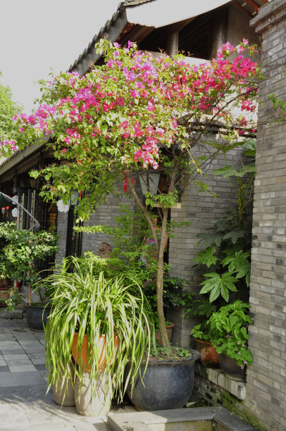 装饰植物图片下载