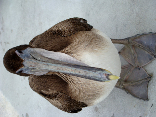 鹈鹕在码头休息图片下载