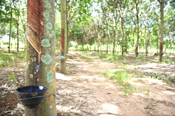 橡胶种植园的景色图片下载