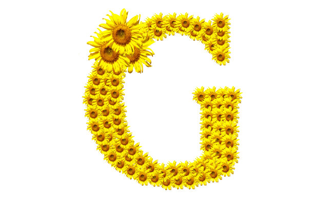 ‘G’向日葵字母表图片下载