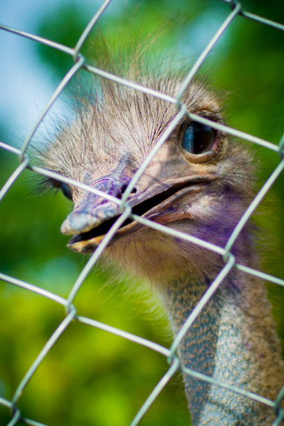 鸵鸟图片下载