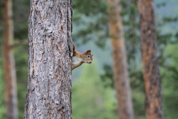 你在找我吗?图片下载
