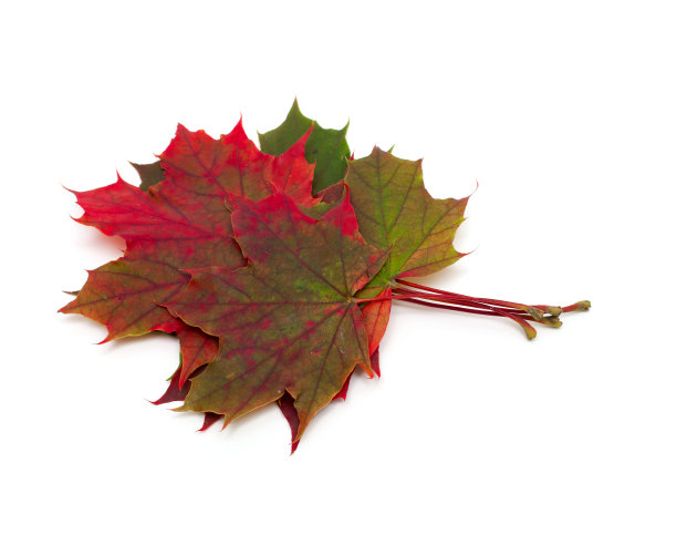 枫叶白了图片下载