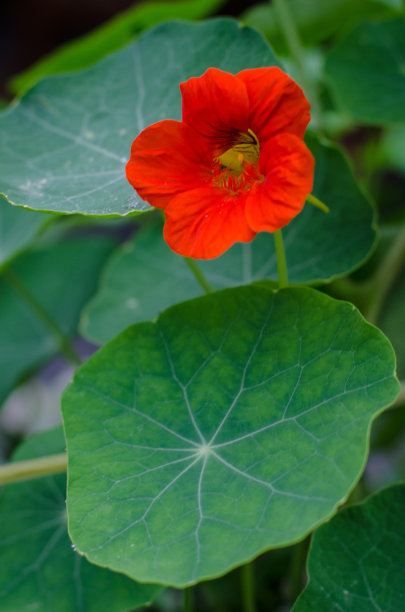 红色的花图片下载