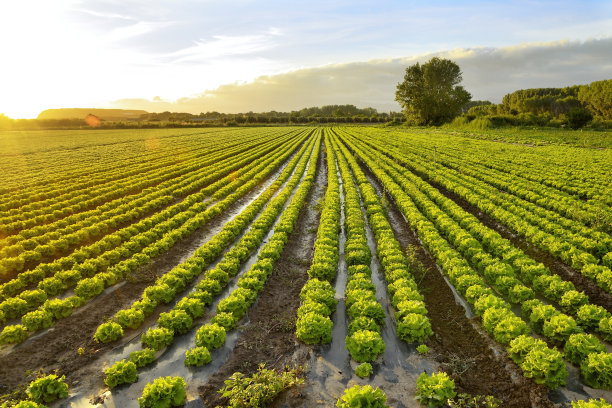 种植的生菜图片下载