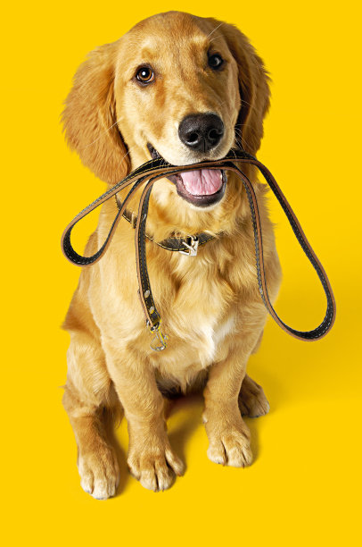 狗用皮带图片下载