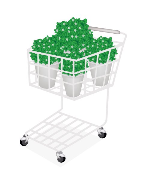 购物车中的茉莉花插图图片下载