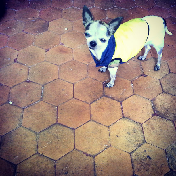 吉娃娃图片下载