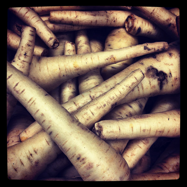 欧洲防风草近距离图片下载