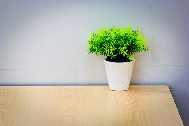 装饰植物图片下载