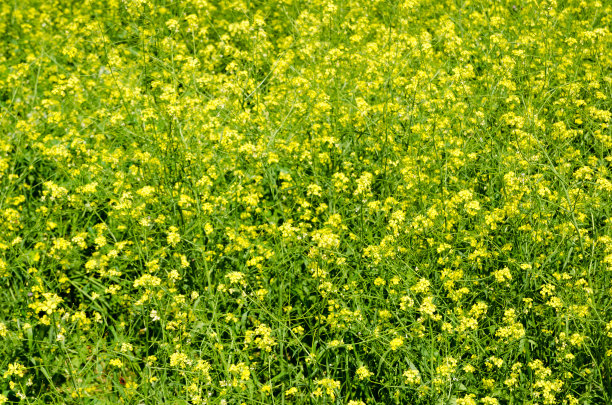 黄色的花图片下载