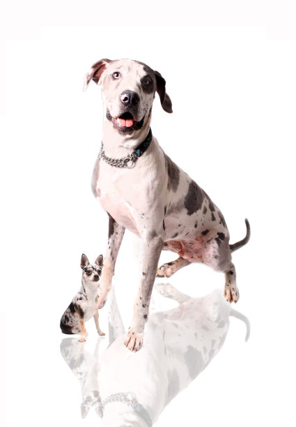 丹太大，吉娃娃狗图片下载