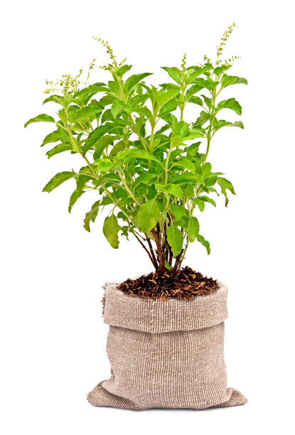 罗勒属圣所图片下载