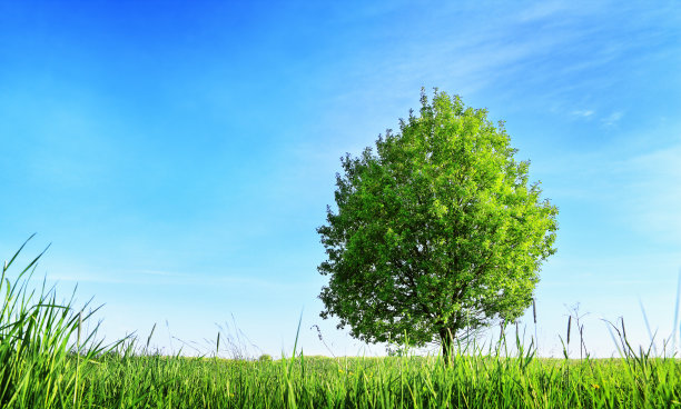 绿色的树图片下载