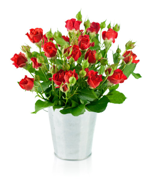 绿叶红玫瑰图片下载