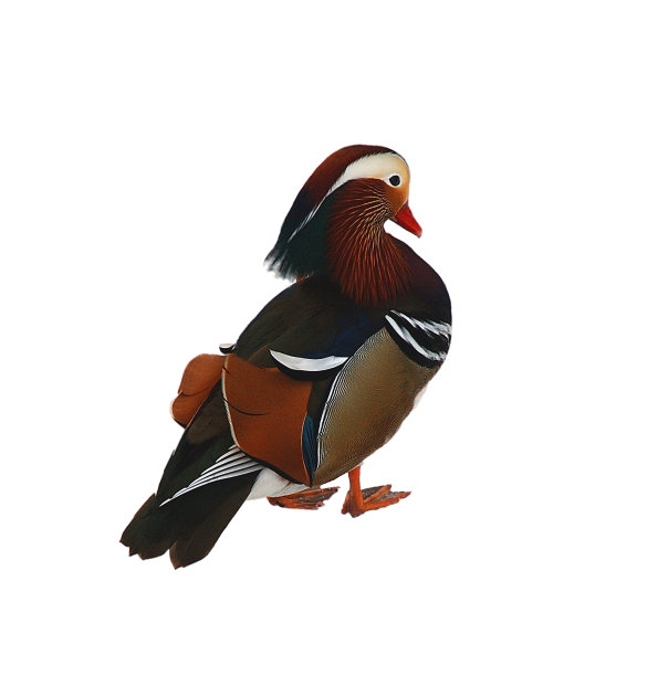 鸭肉上放一颗孤立的橘子图片下载