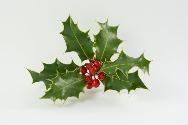 小枝的冬青图片下载