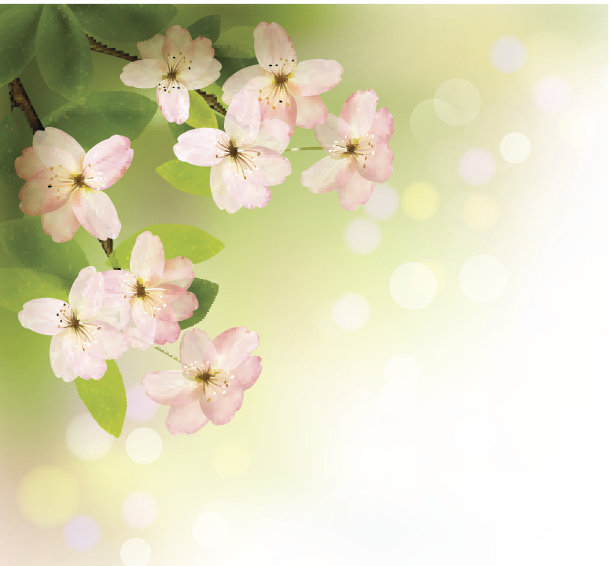 春天的背景是花开的树图片下载