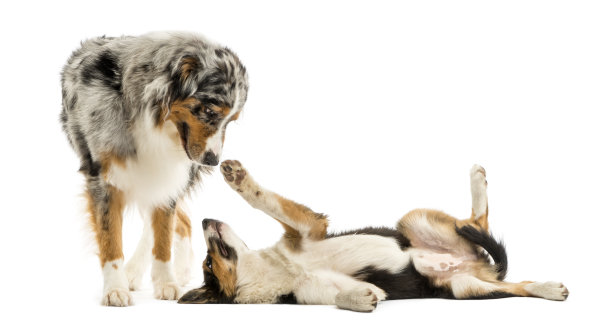 边境牧羊犬和澳大利亚牧羊犬一起玩耍，与世隔绝图片下载