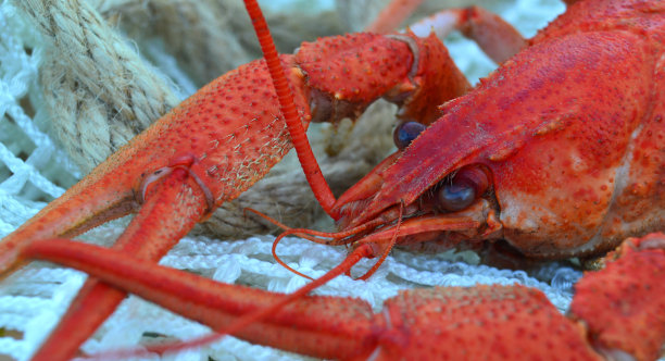 煮熟的癌症图片下载