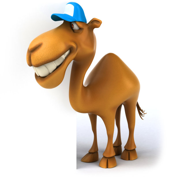 有趣的骆驼图片下载