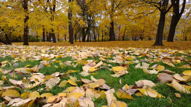 赫尔辛基的秋天公园图片下载