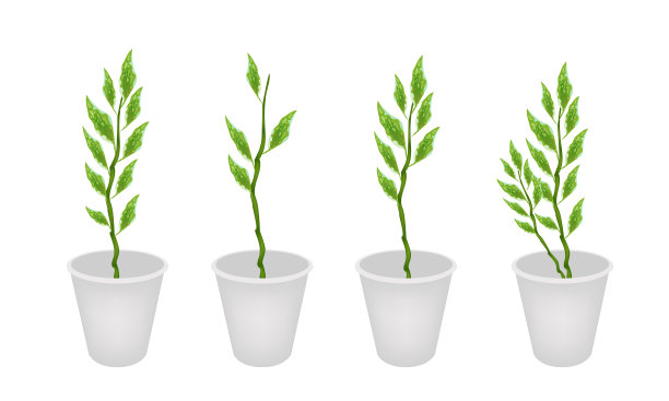 花盆里的一组长柄花图片下载