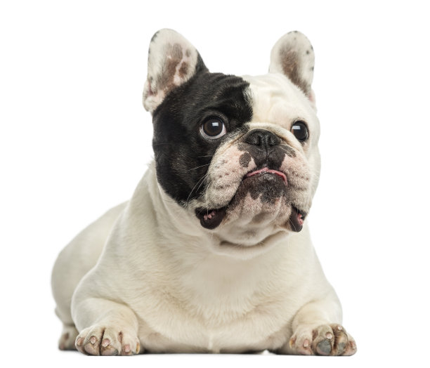 一只法国斗牛犬躺在白色的地上，孤立无援图片下载