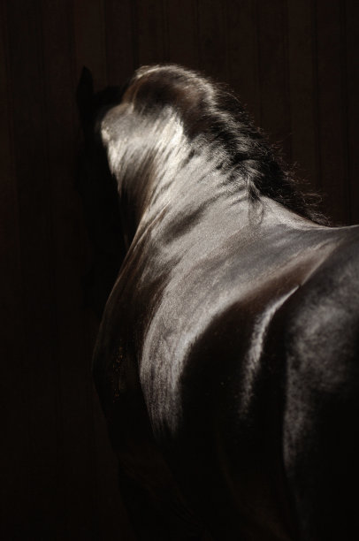 弗里斯兰箱图片下载