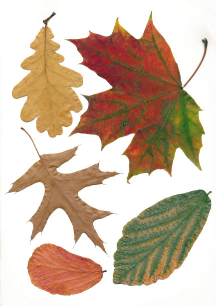 多色秋天树叶图片下载