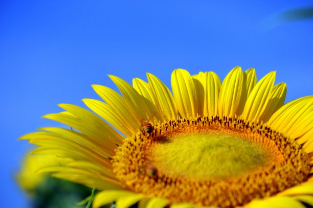 向日葵图片下载