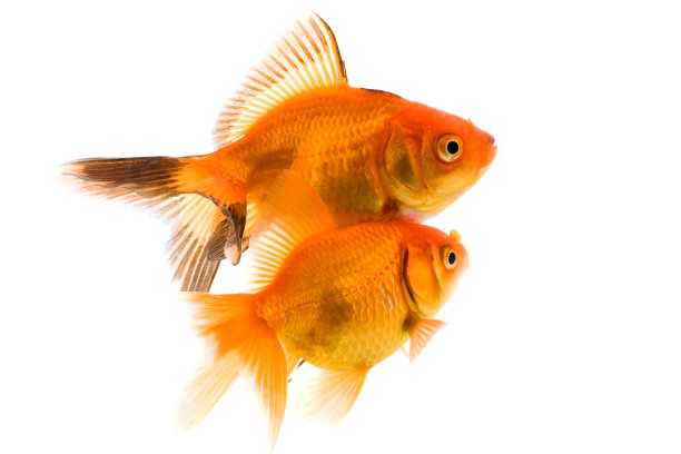 金鱼图片下载