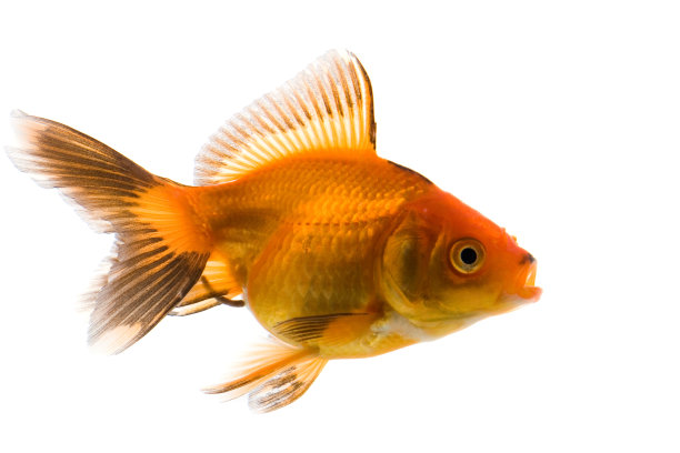 金鱼图片下载