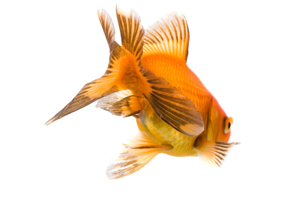 金鱼图片下载
